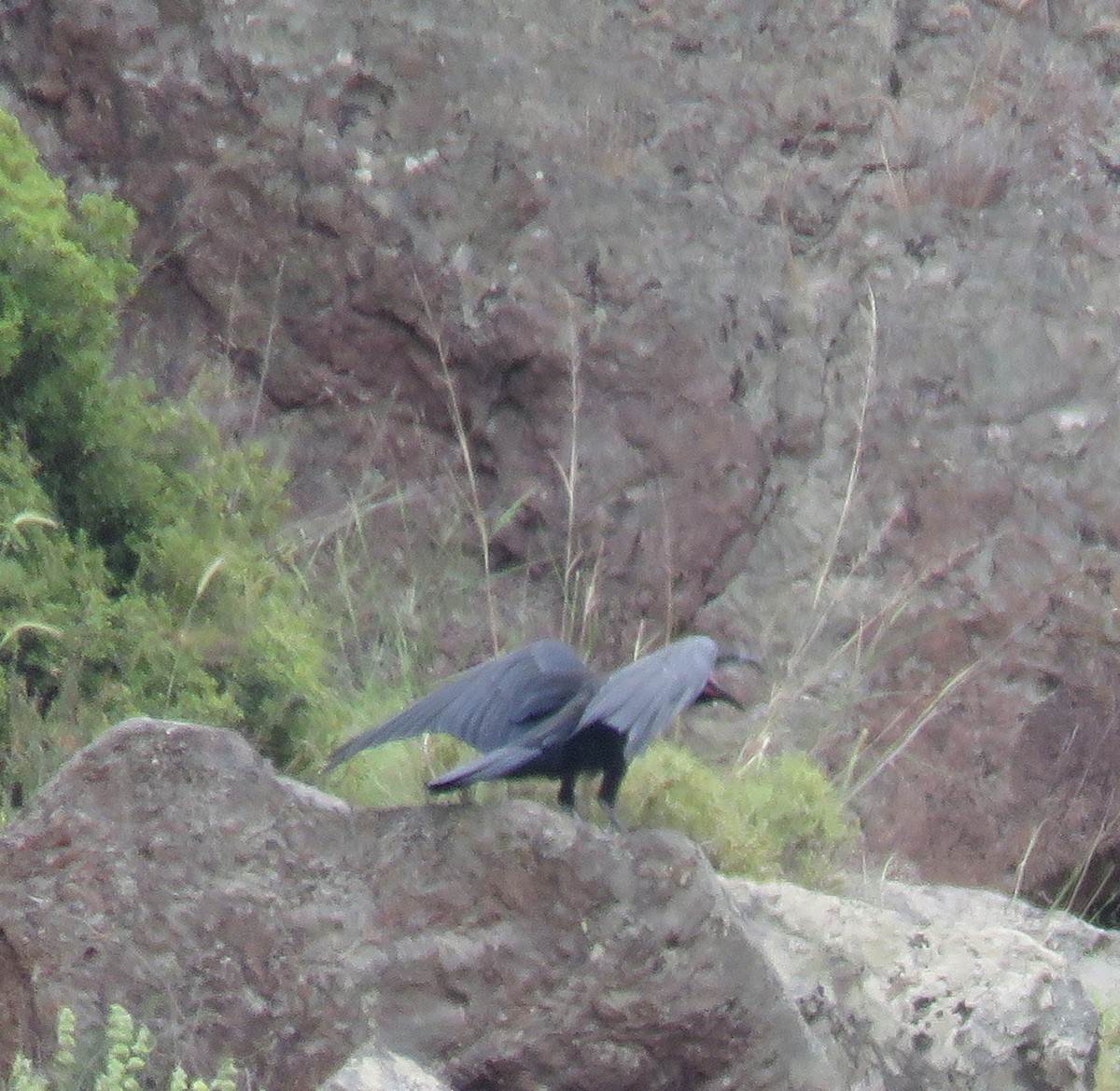 Common Raven - ML452782491