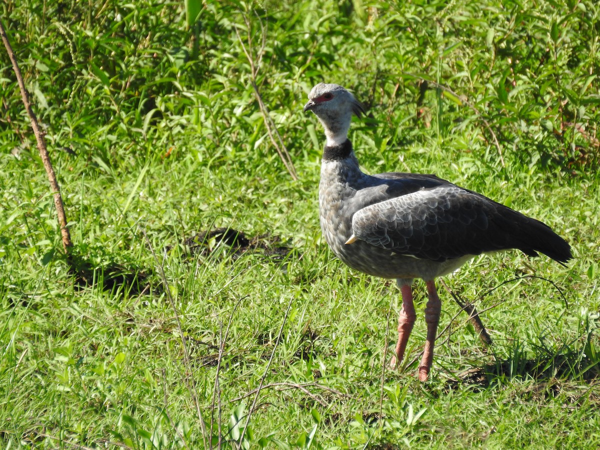 Southern Screamer - ML452782901