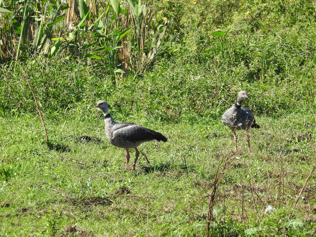 Southern Screamer - ML452782911