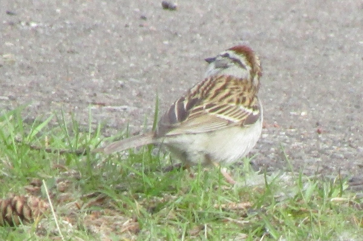 Chipping Sparrow - ML452784831