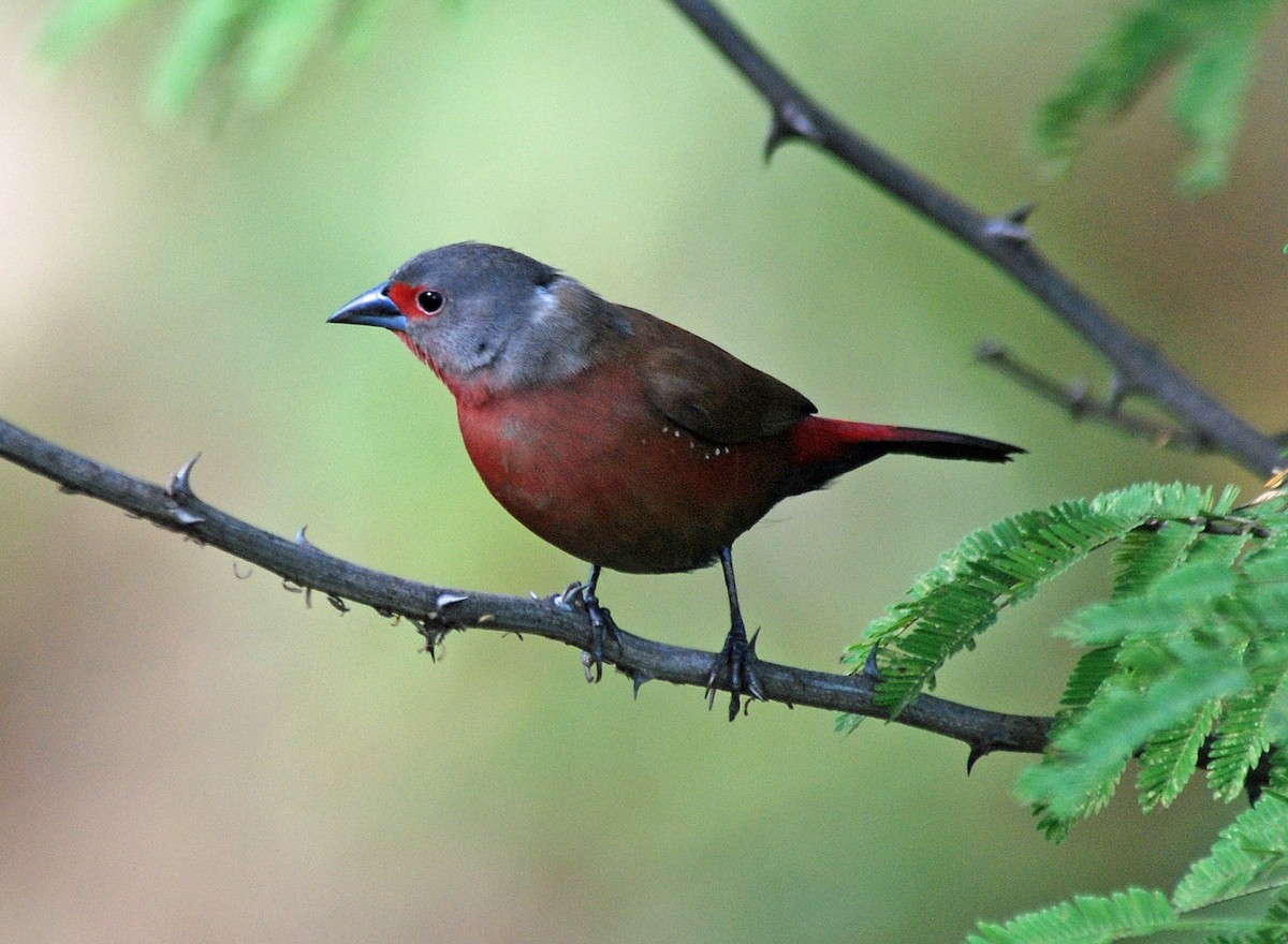 Reichenow's Firefinch - ML45278501