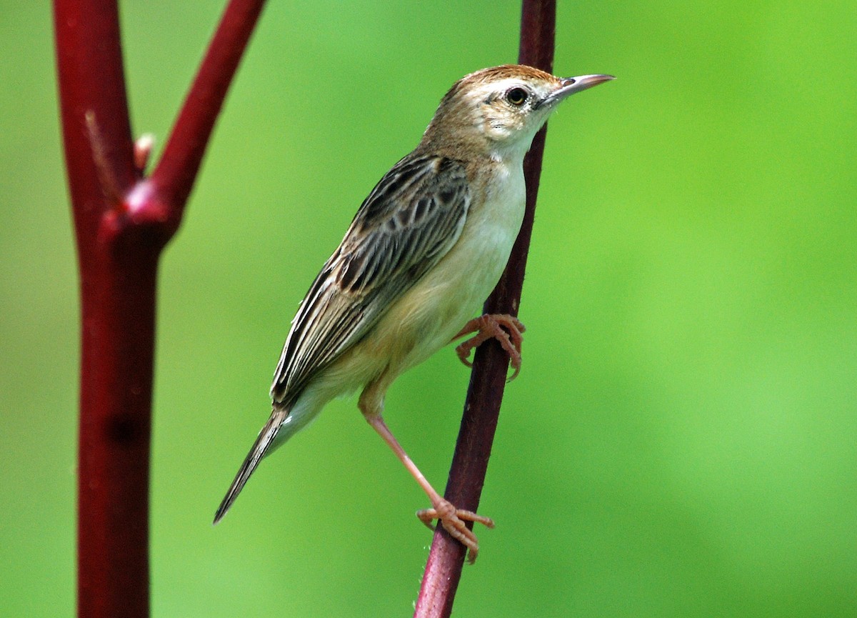 Black-backed Cisticola - Nigel Voaden
