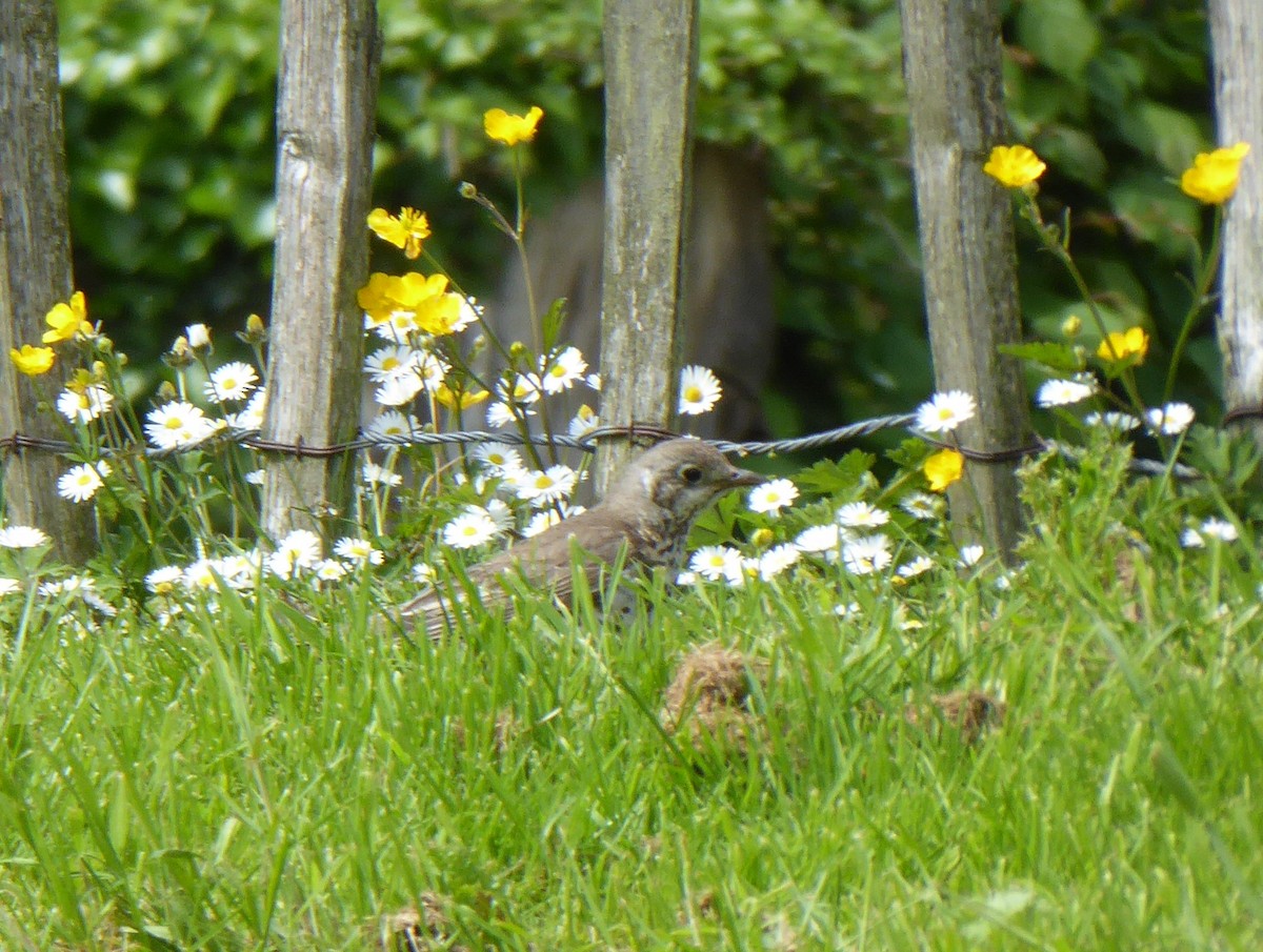 Mistle Thrush - ML452786001