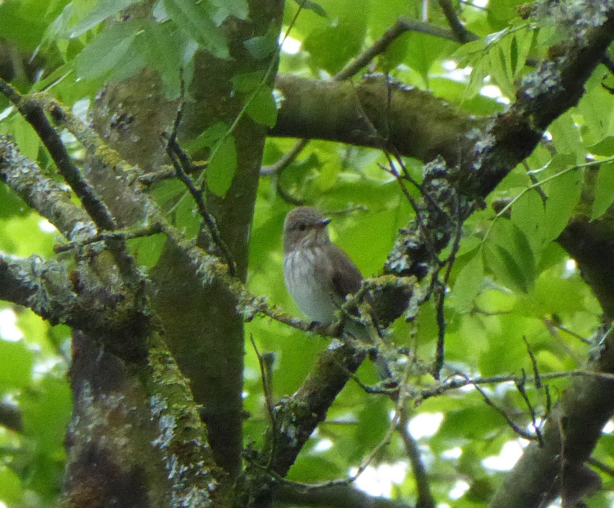 Spotted Flycatcher - ML452786321