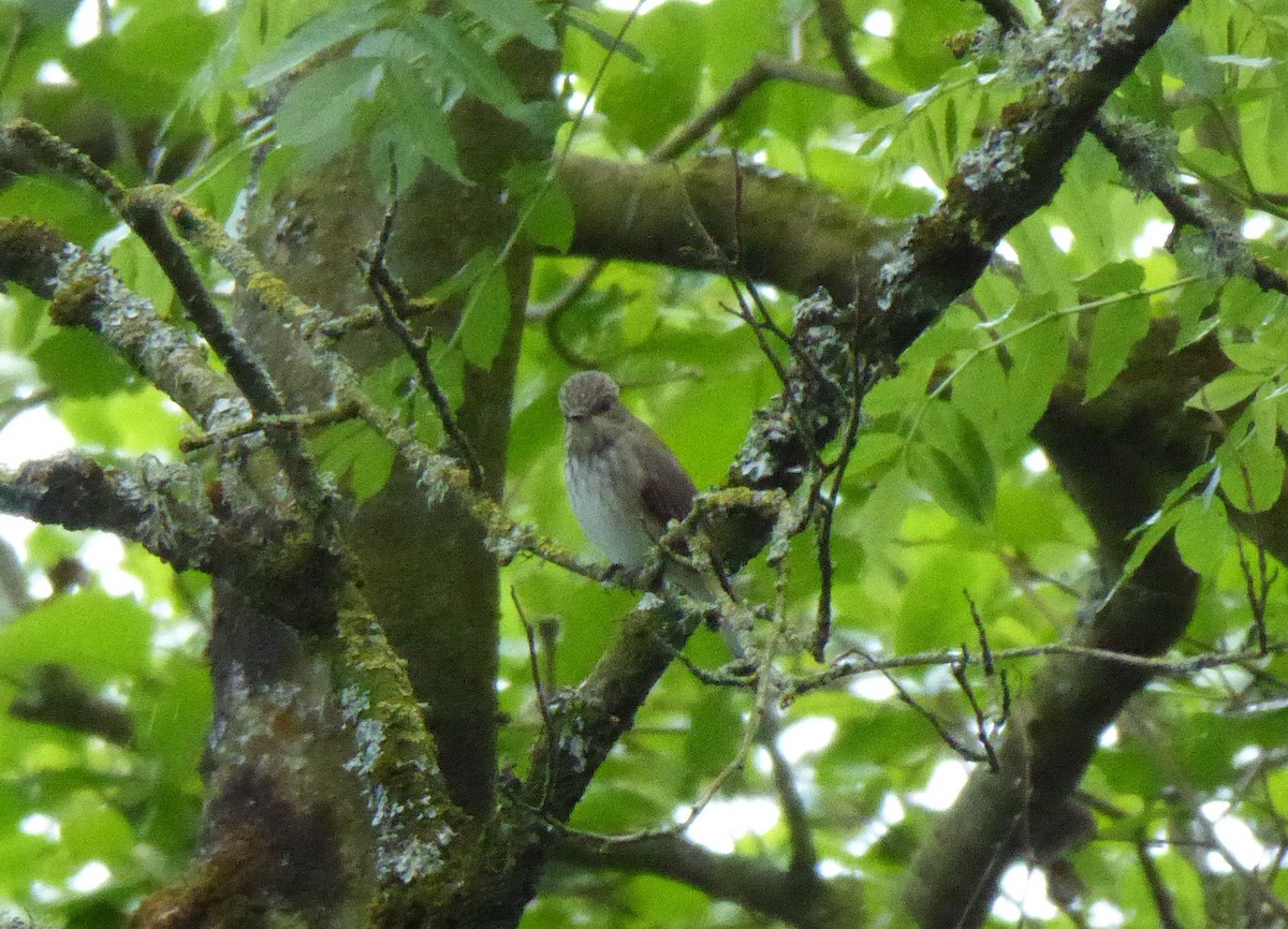 Spotted Flycatcher - ML452786331