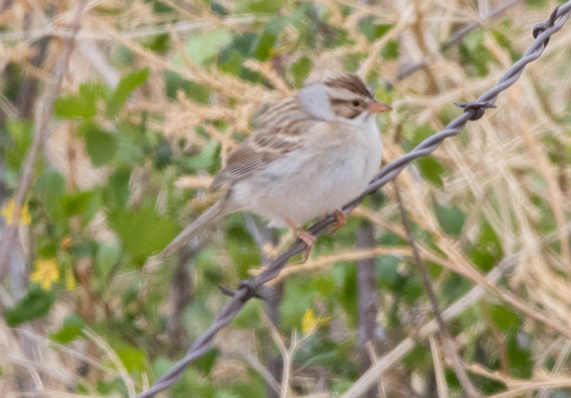 Clay-colored Sparrow - ML452786781
