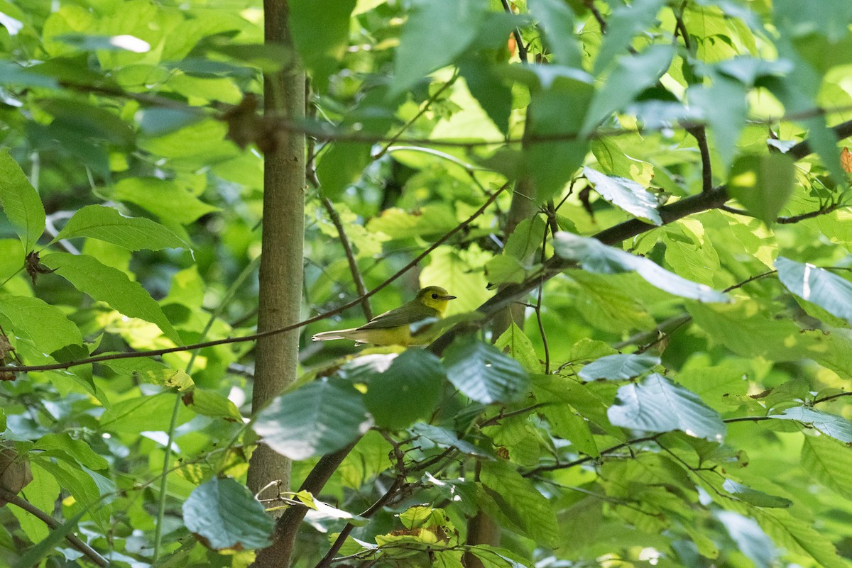 Hooded Warbler - Steven Lester