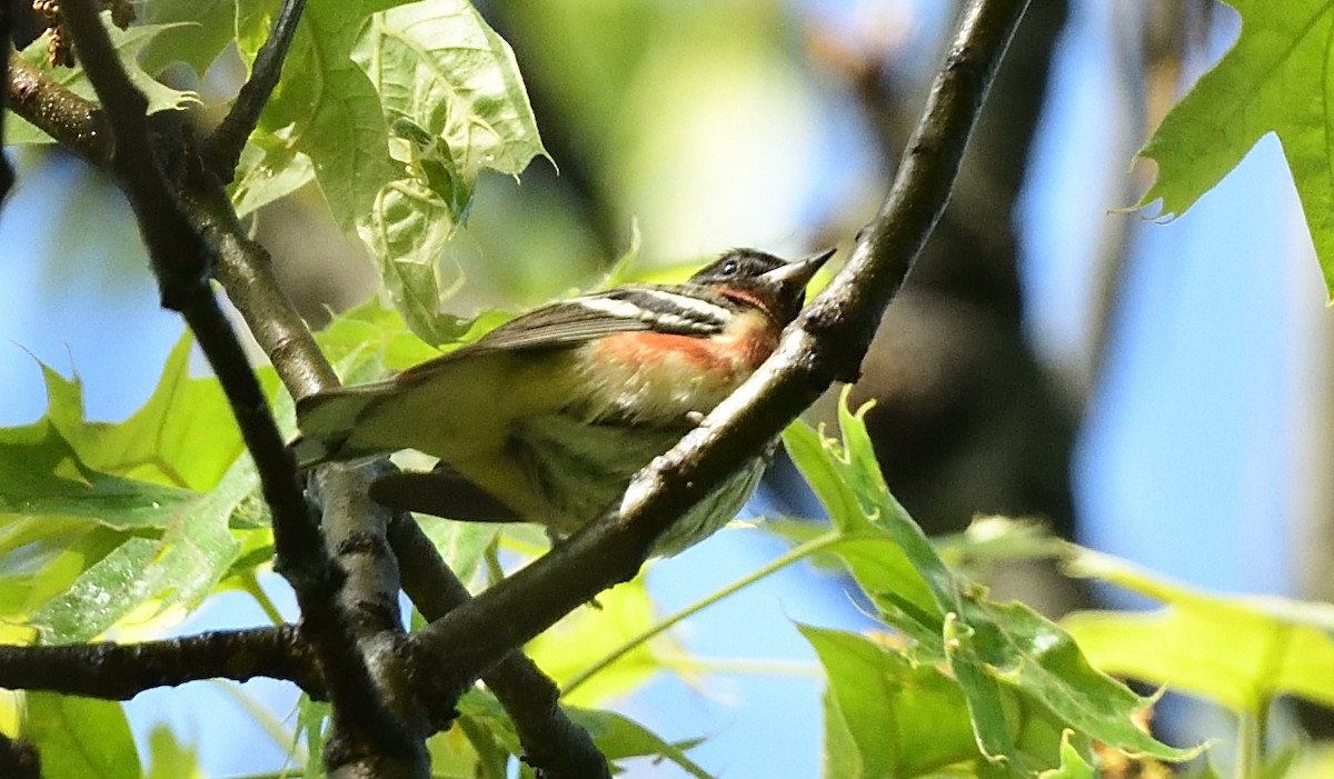 Bay-breasted Warbler - ML452787071