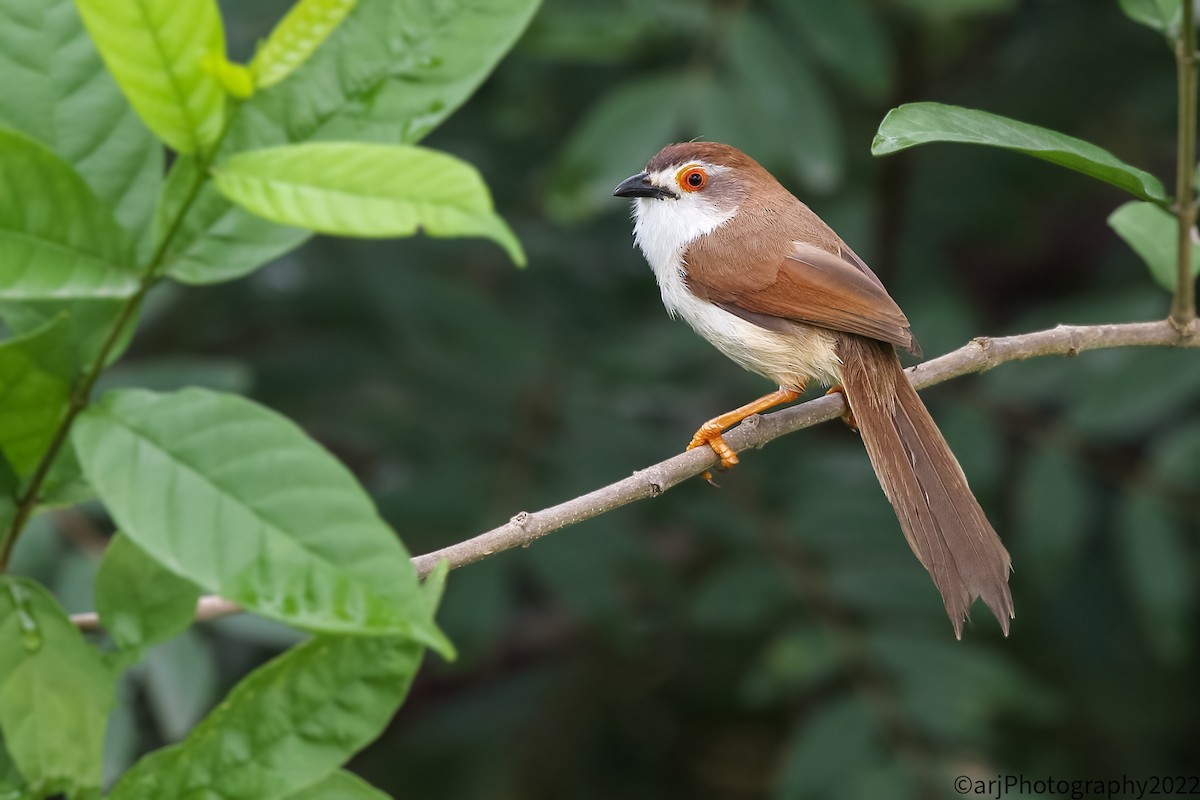 Yellow-eyed Babbler - ML452787641