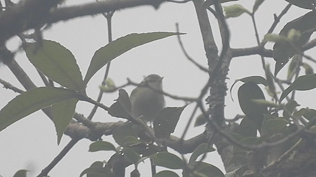 Blyth's Leaf Warbler - ML452787941