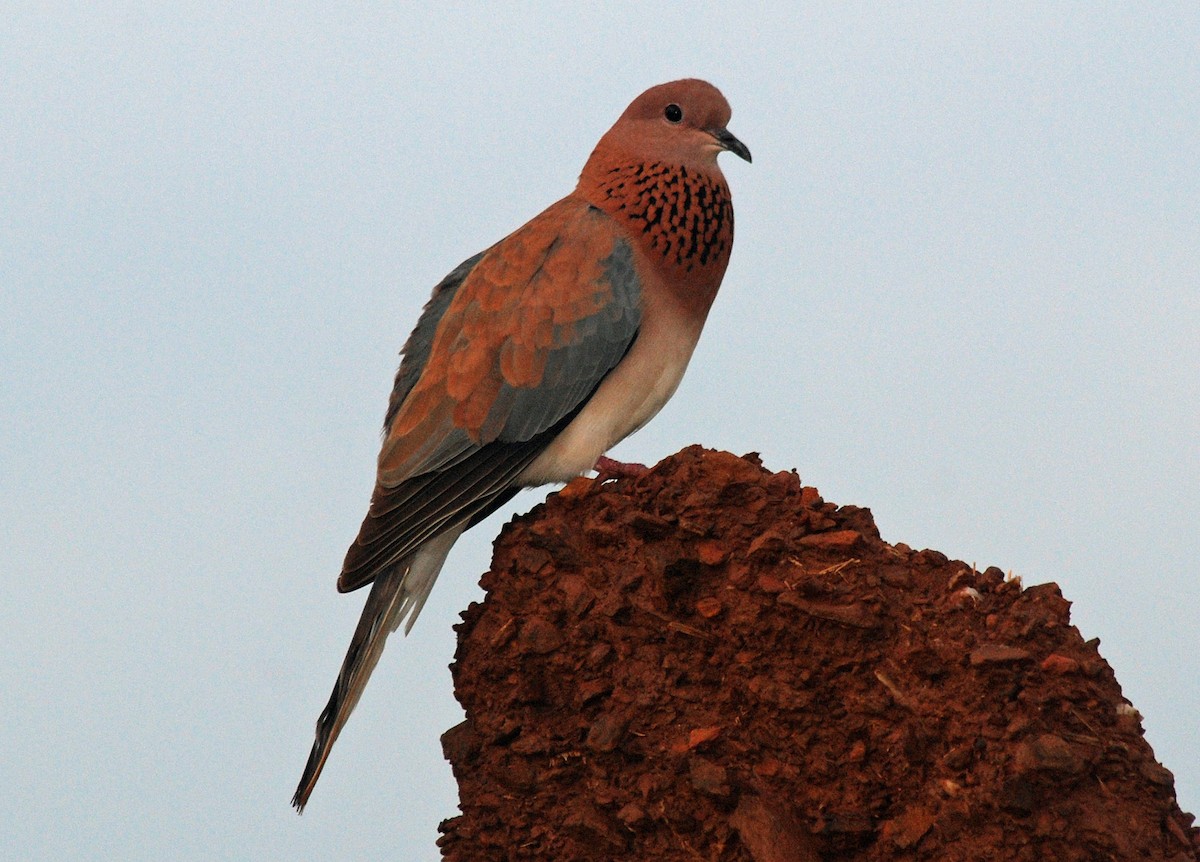 Laughing Dove - ML45278911