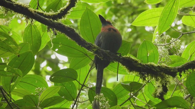 Motmot à bec large - ML452789301