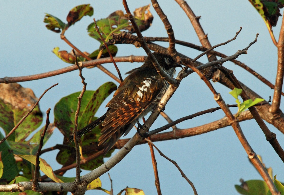 Dideric Cuckoo - ML45278961