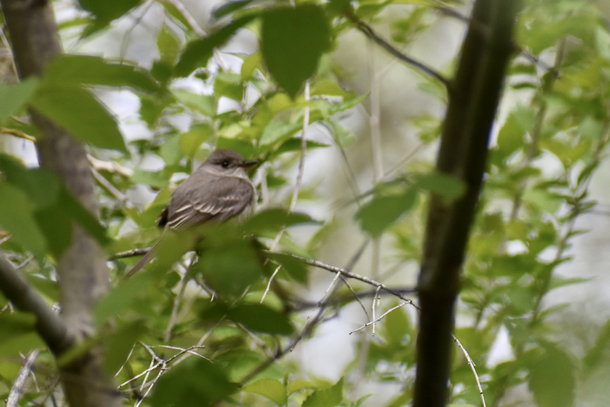 Western Wood-Pewee - ML452791031