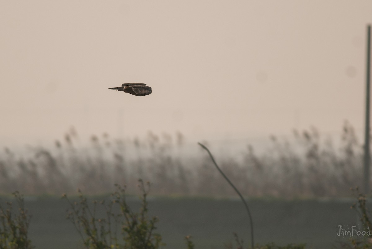 Short-eared Owl - ML45279191