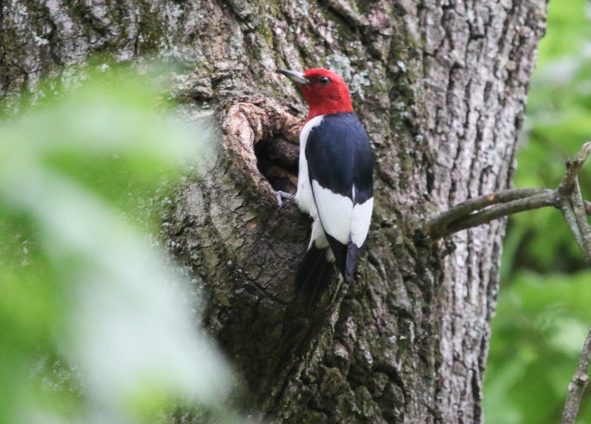 Red-headed Woodpecker - ML452792071