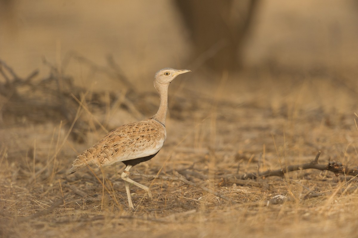 Savile's Bustard - Jérémy Calvo