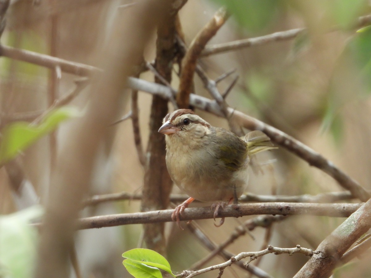 Olive Sparrow - ML452793161