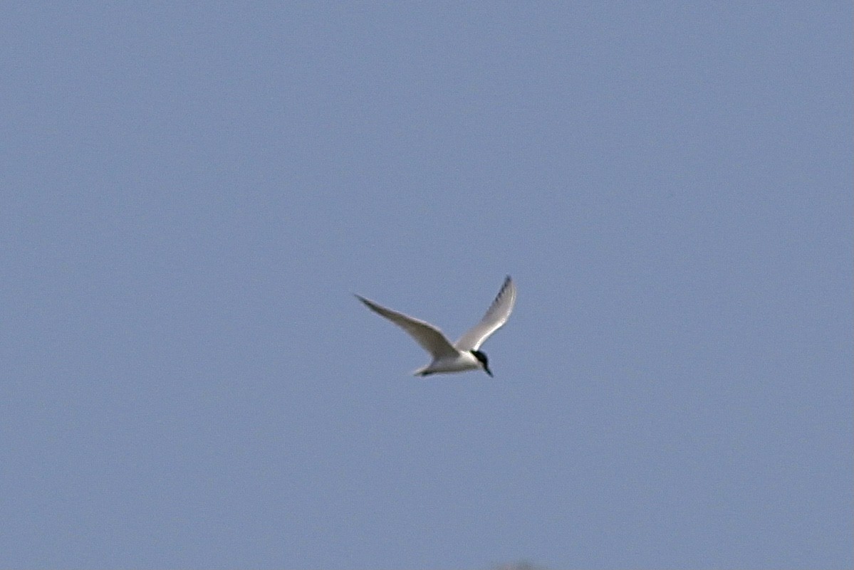 Gull-billed Tern - Bob Schallmann