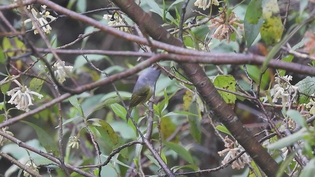 Chestnut-crowned Warbler - ML452793261