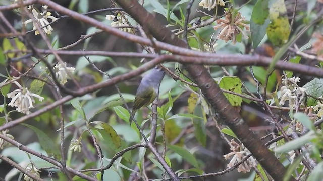 Chestnut-crowned Warbler - ML452793261