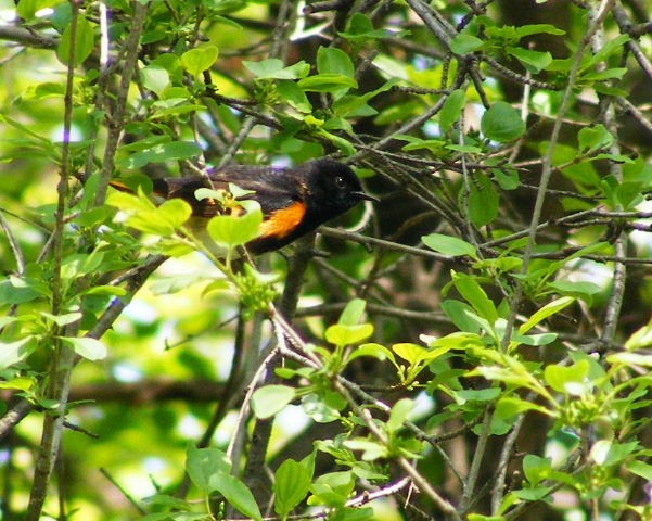 American Redstart - ML452793331