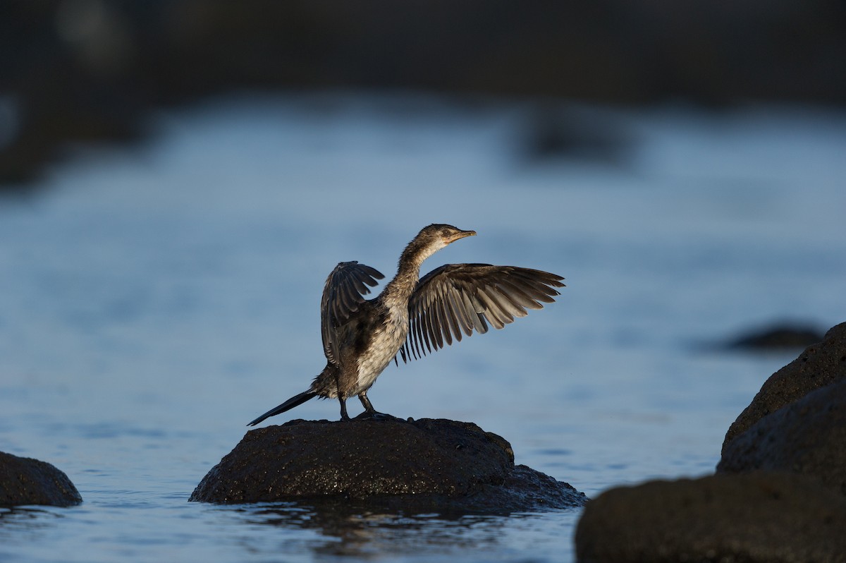 Long-tailed Cormorant - ML452793411