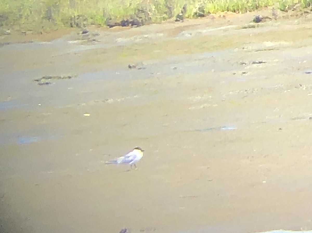 Gull-billed Tern - ML452793421