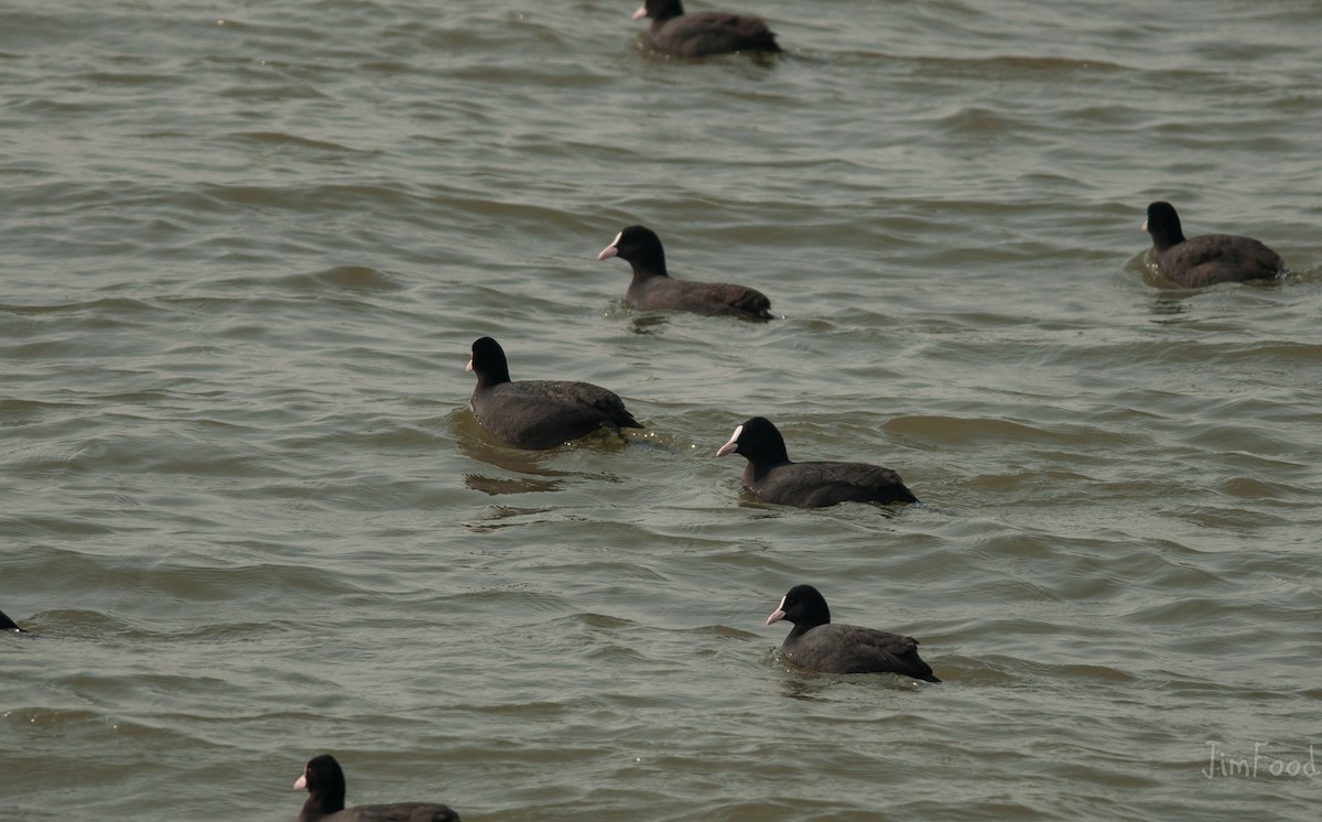 Eurasian Coot - ML45279421