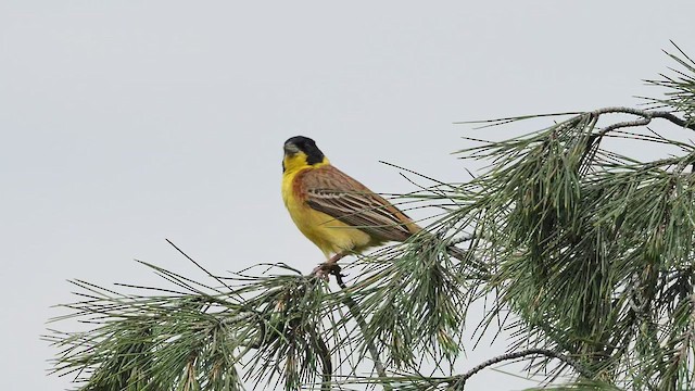 Black-headed Bunting - ML452795591