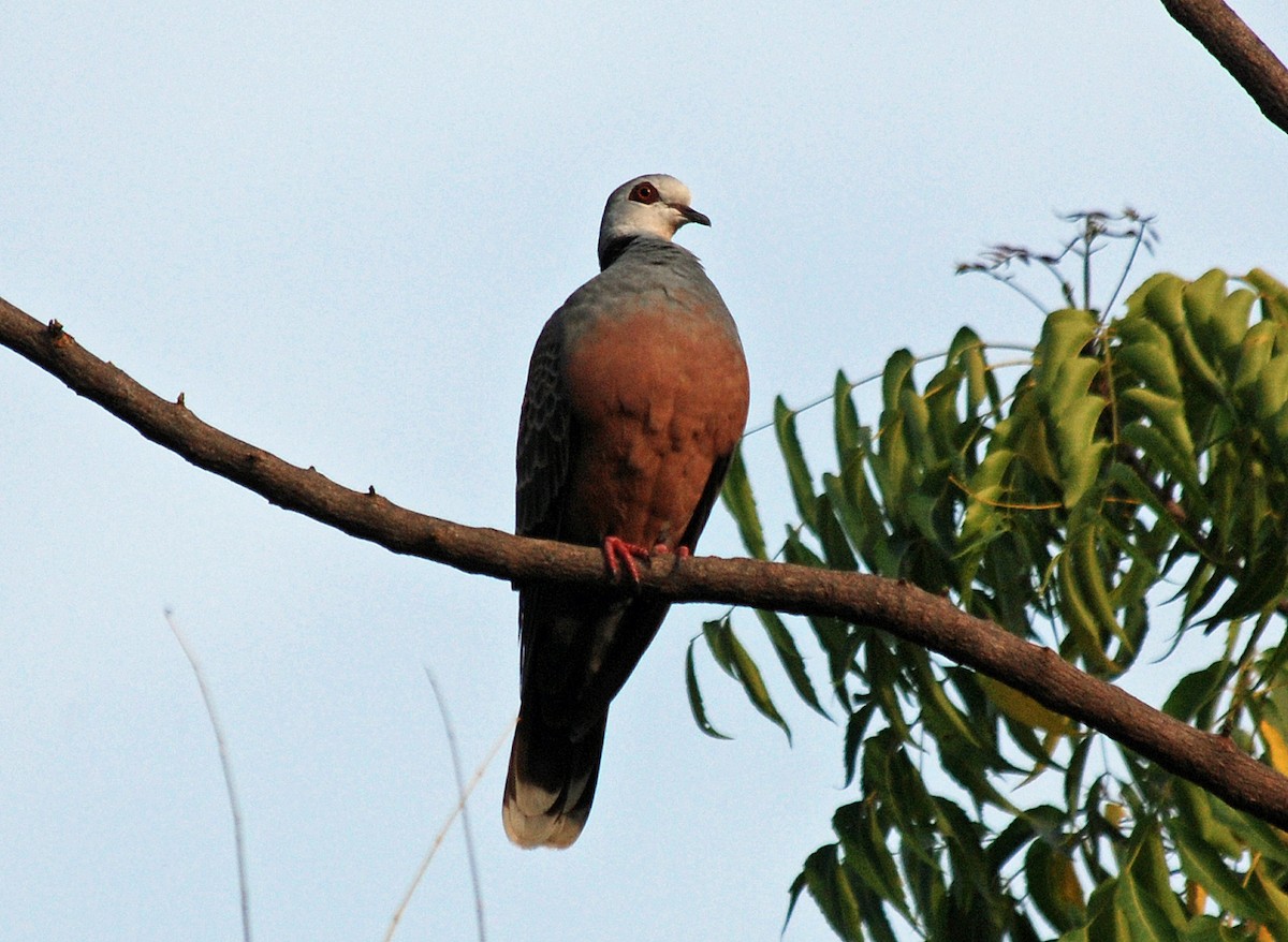 Adamawa Turtle-Dove - Nigel Voaden