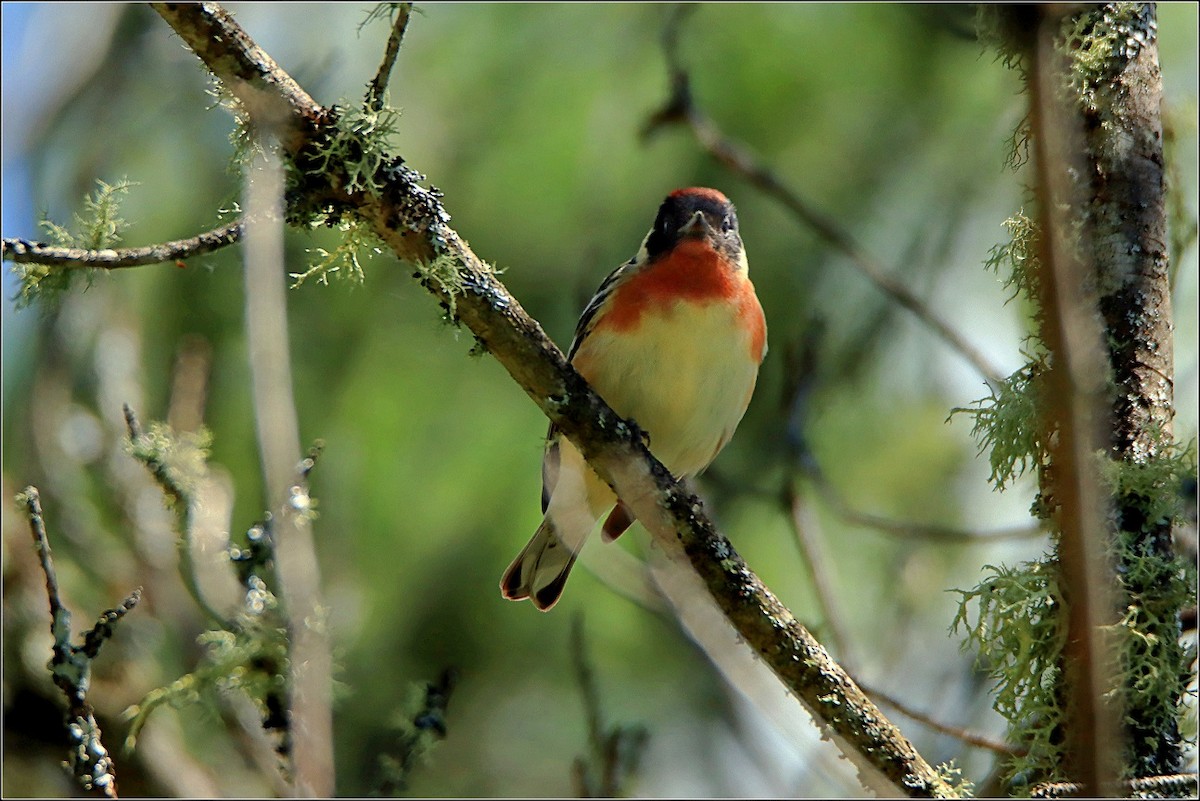 Bay-breasted Warbler - ML452797211