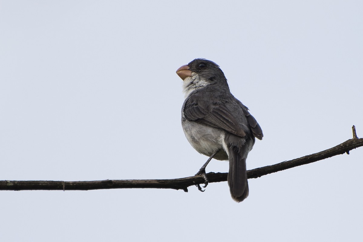 White-bellied Seedeater - ML45279791