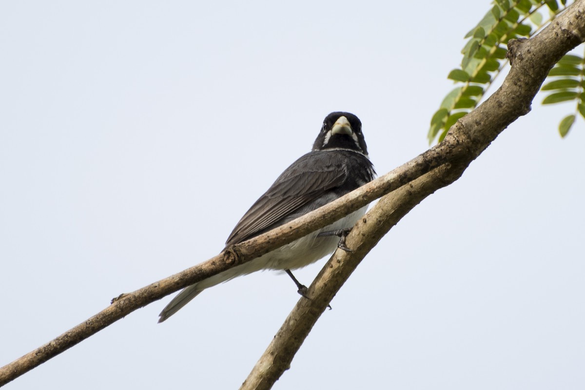 Double-collared Seedeater - ML45279801