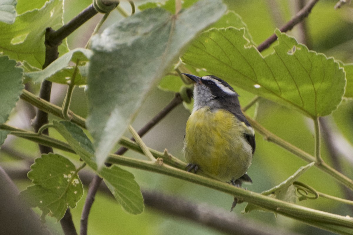 Bananaquit - ML45279851