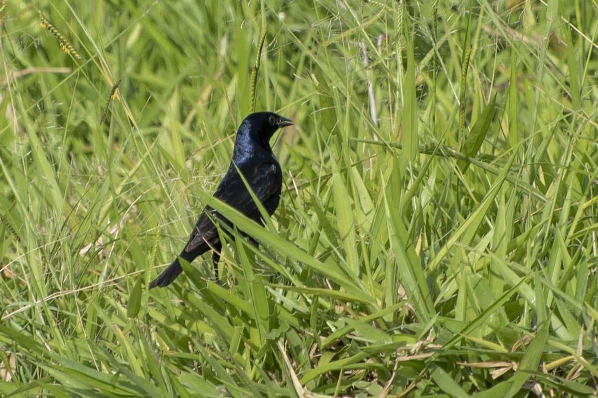 Shiny Cowbird - ML45279871