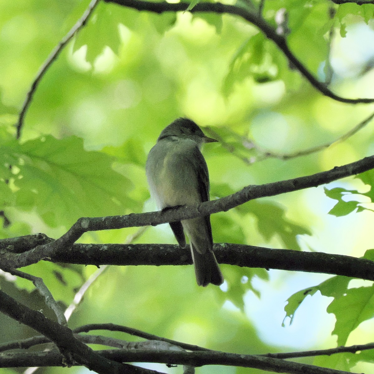 Eastern Wood-Pewee - ML452800511
