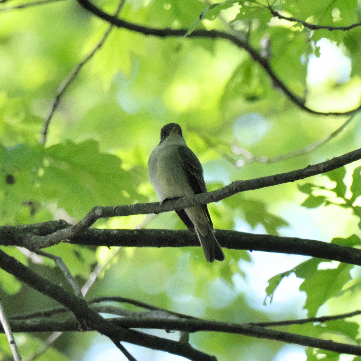 Eastern Wood-Pewee - ML452800521