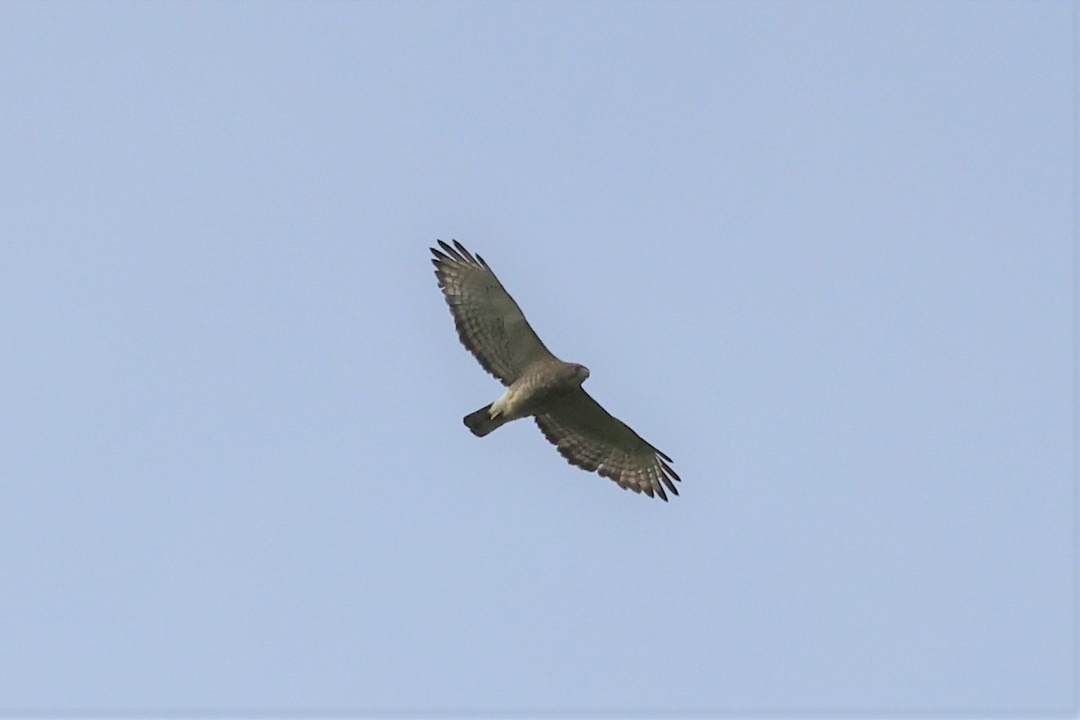 Broad-winged Hawk - ML452800941