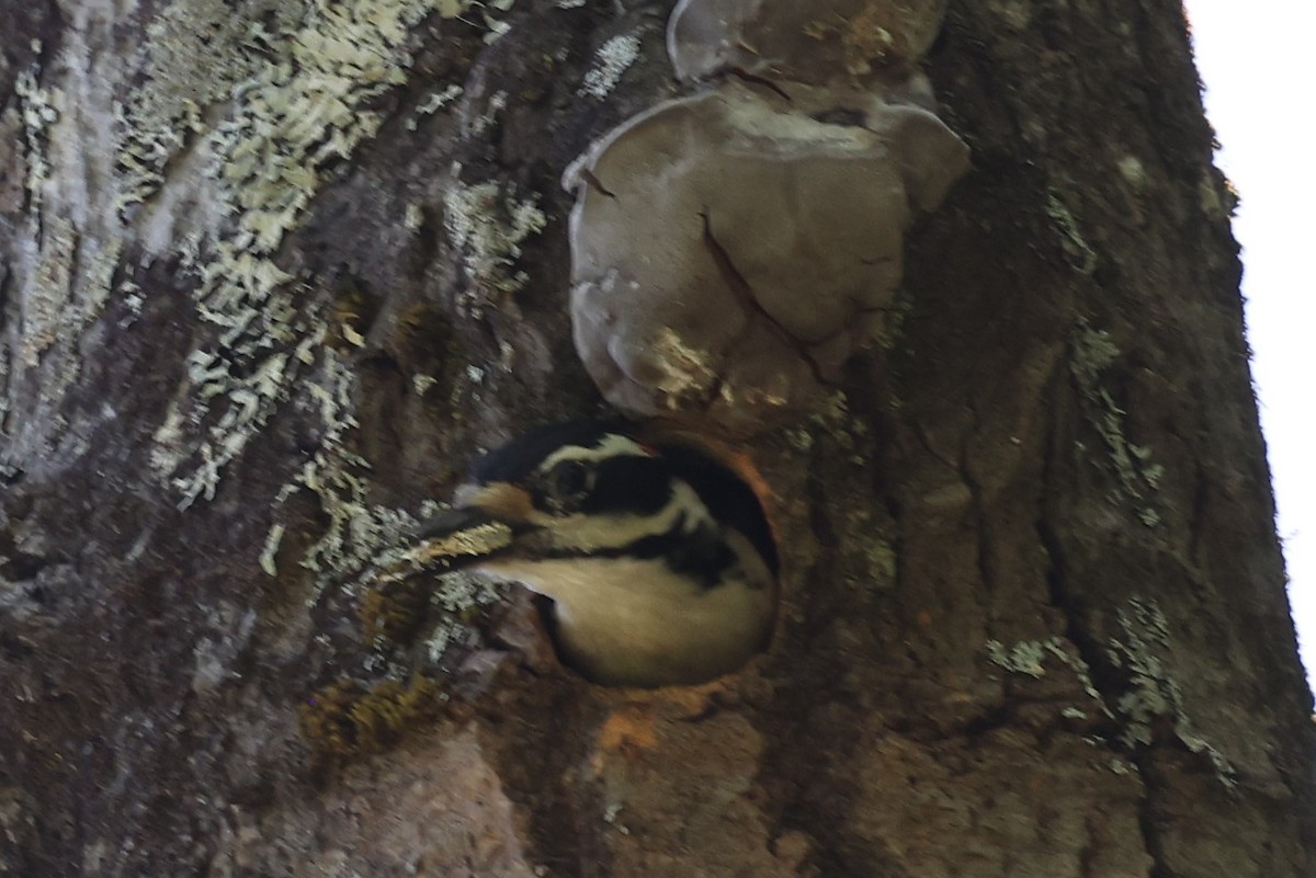 Hairy Woodpecker - ML452801051