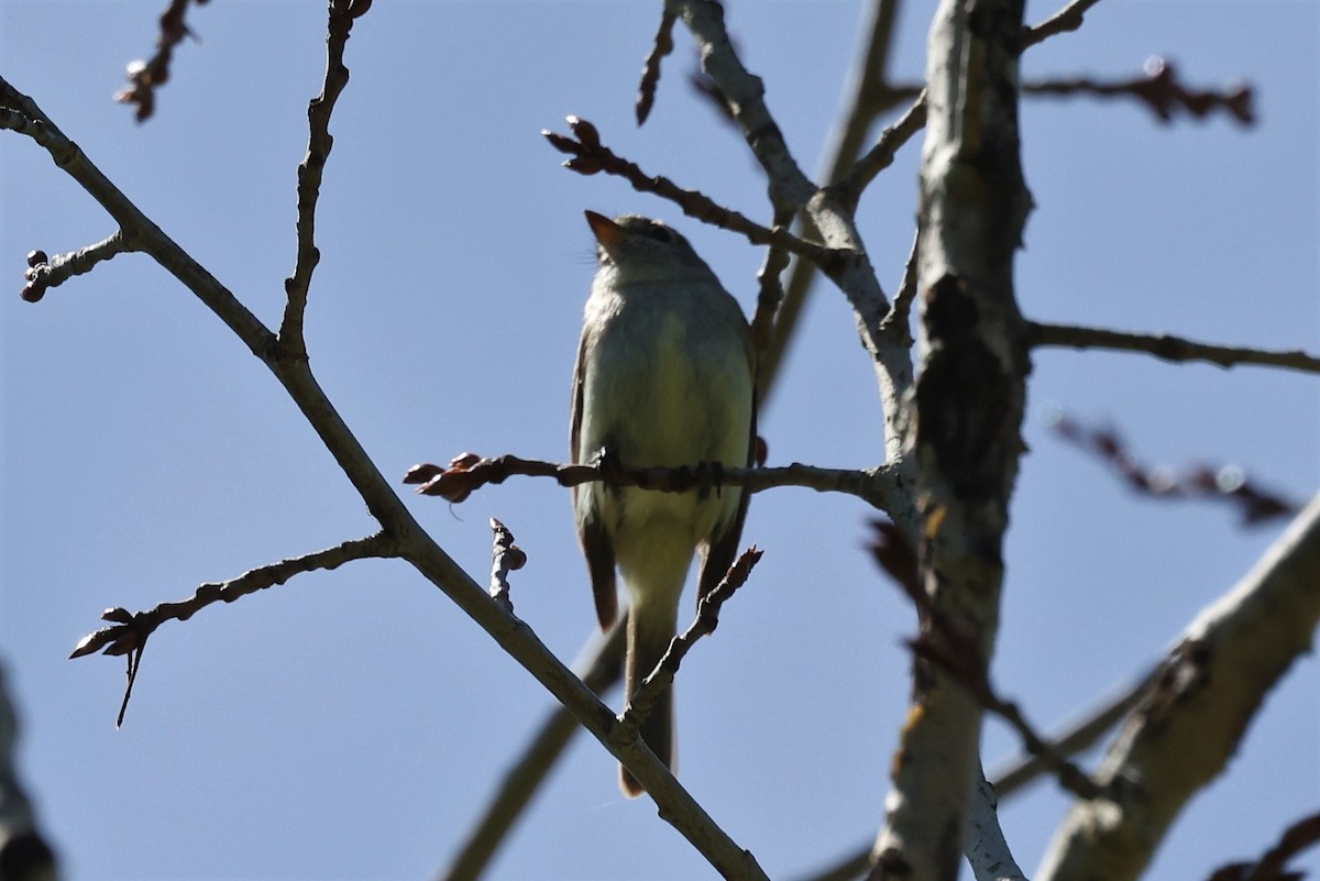 Mosquero sp. (Empidonax sp.) - ML452801071