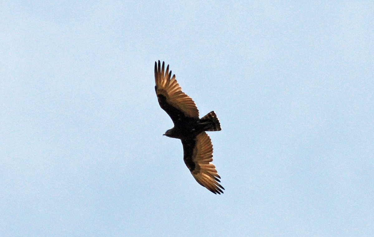 Brown Snake-Eagle - Nigel Voaden