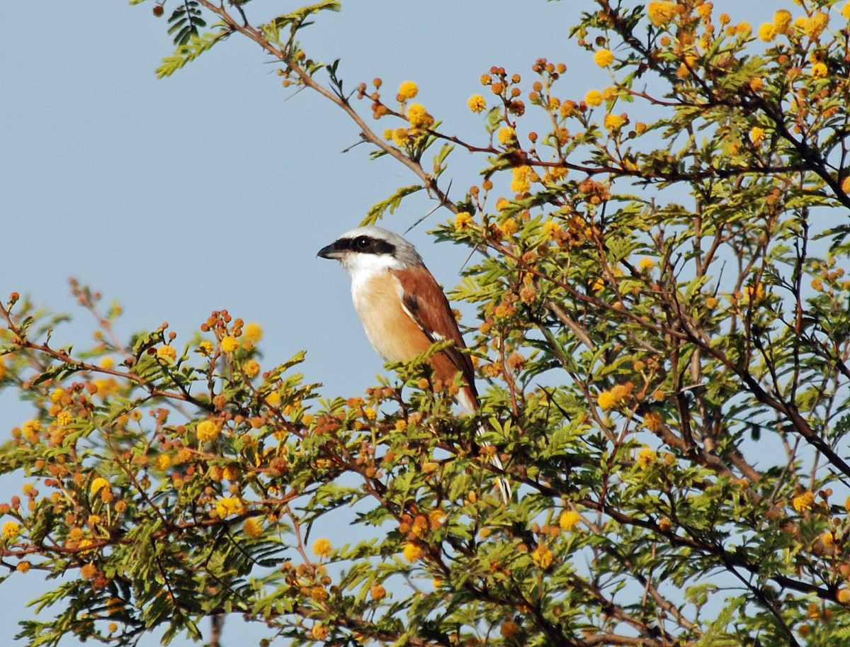 Emin's Shrike - ML45280151