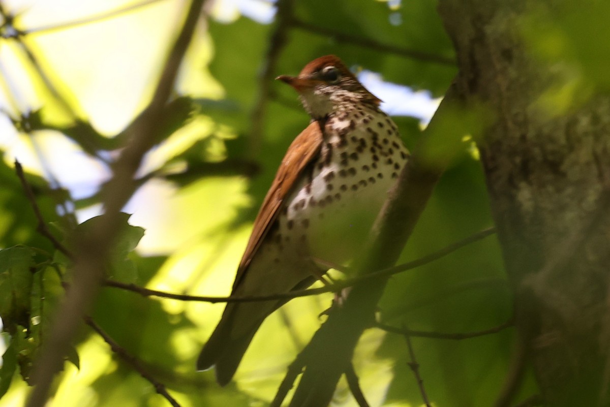 Wood Thrush - ML452801531