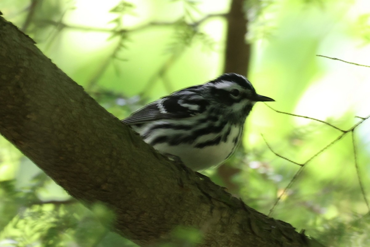 Black-and-white Warbler - ML452801731