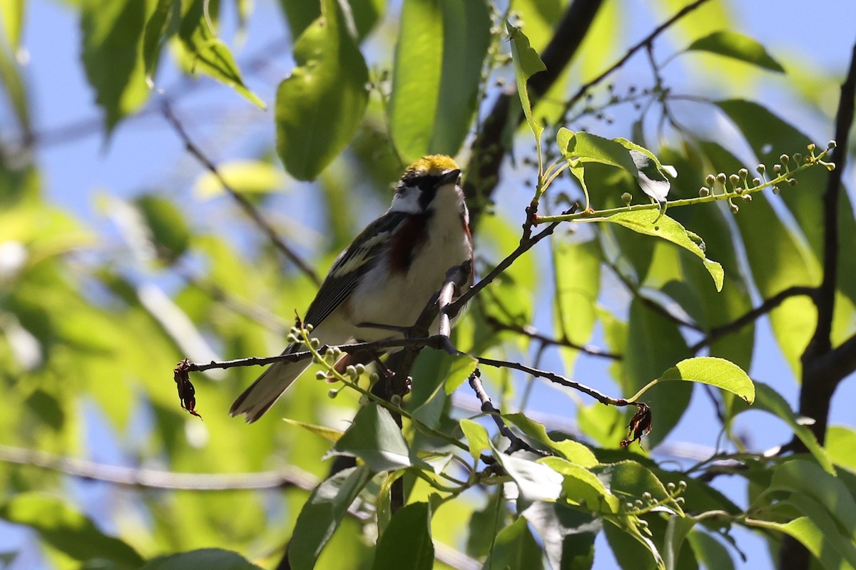 Chestnut-sided Warbler - ML452801981