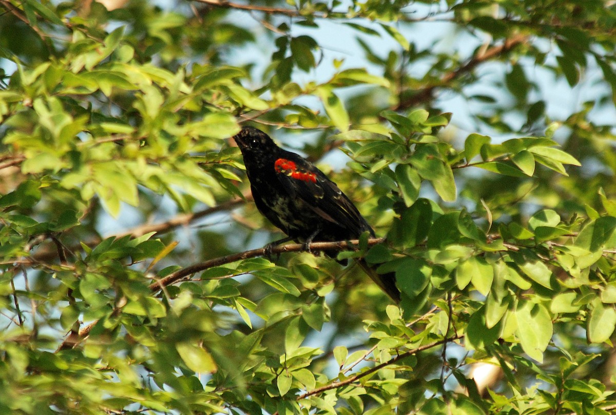 Red-shouldered Cuckooshrike - ML45280221