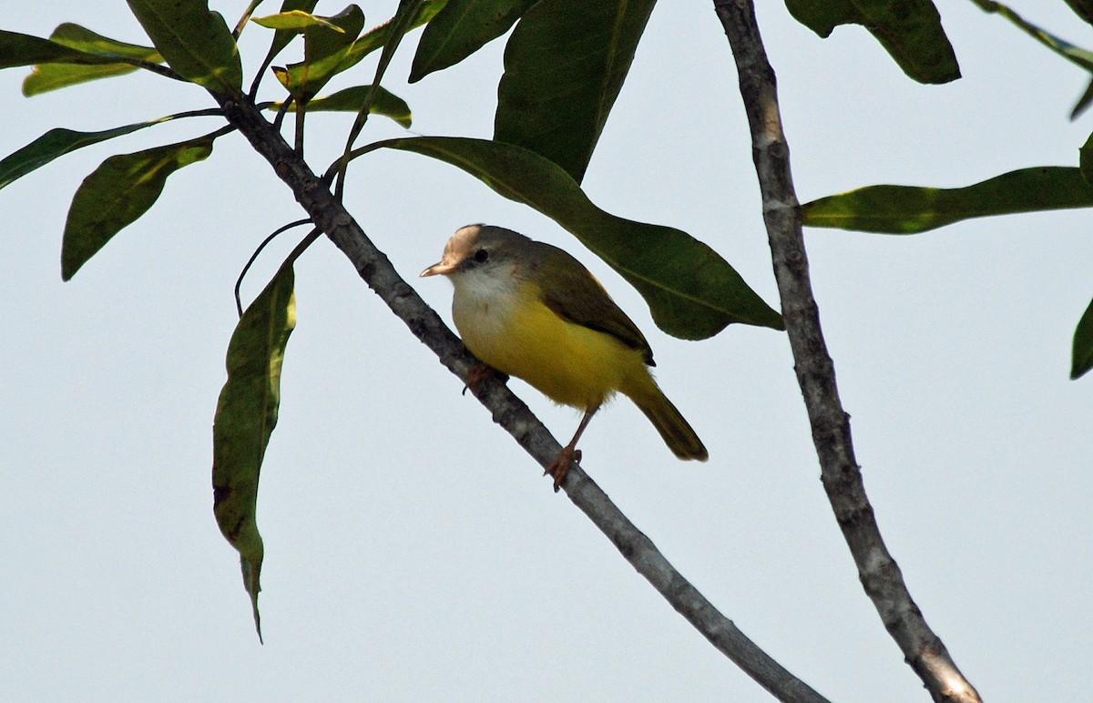 Senegal Eremomelası - ML45280231