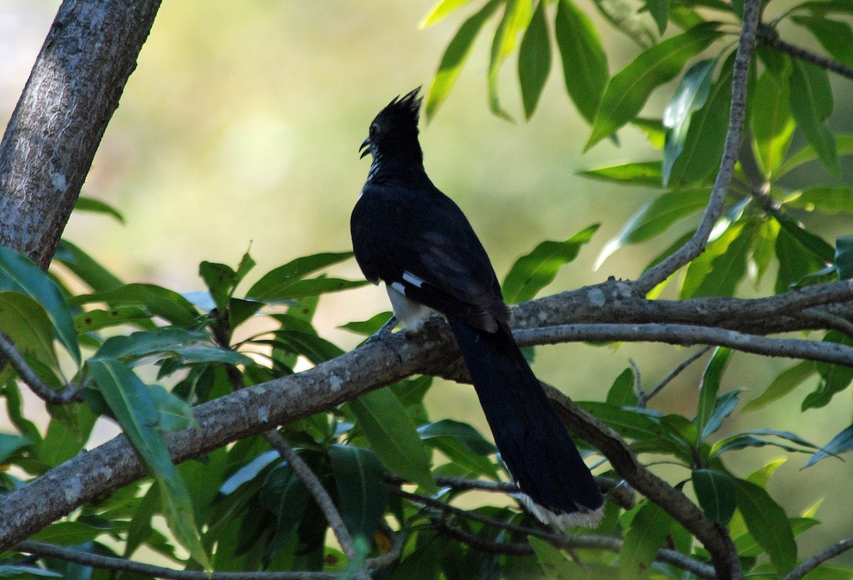 Levaillant's Cuckoo - ML45280321