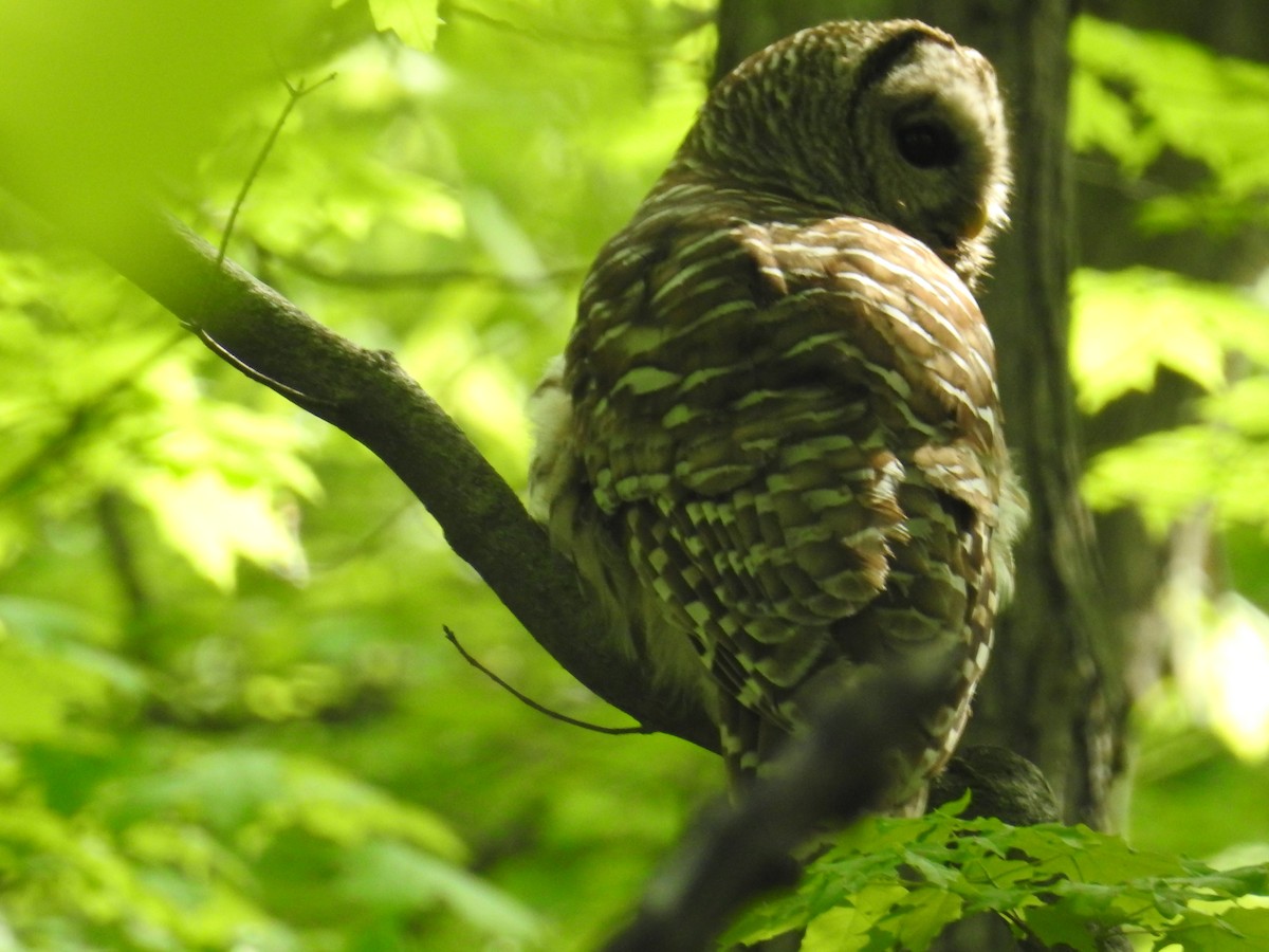 Barred Owl - ML452803511